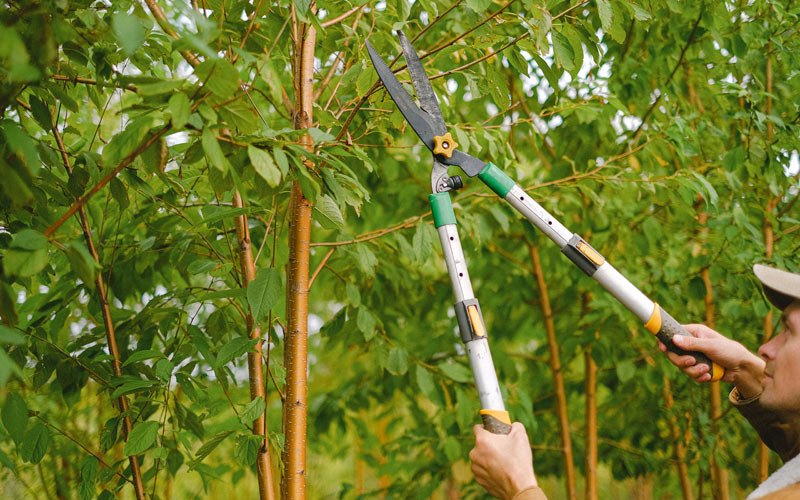 Tree trimming in Mingo, IA